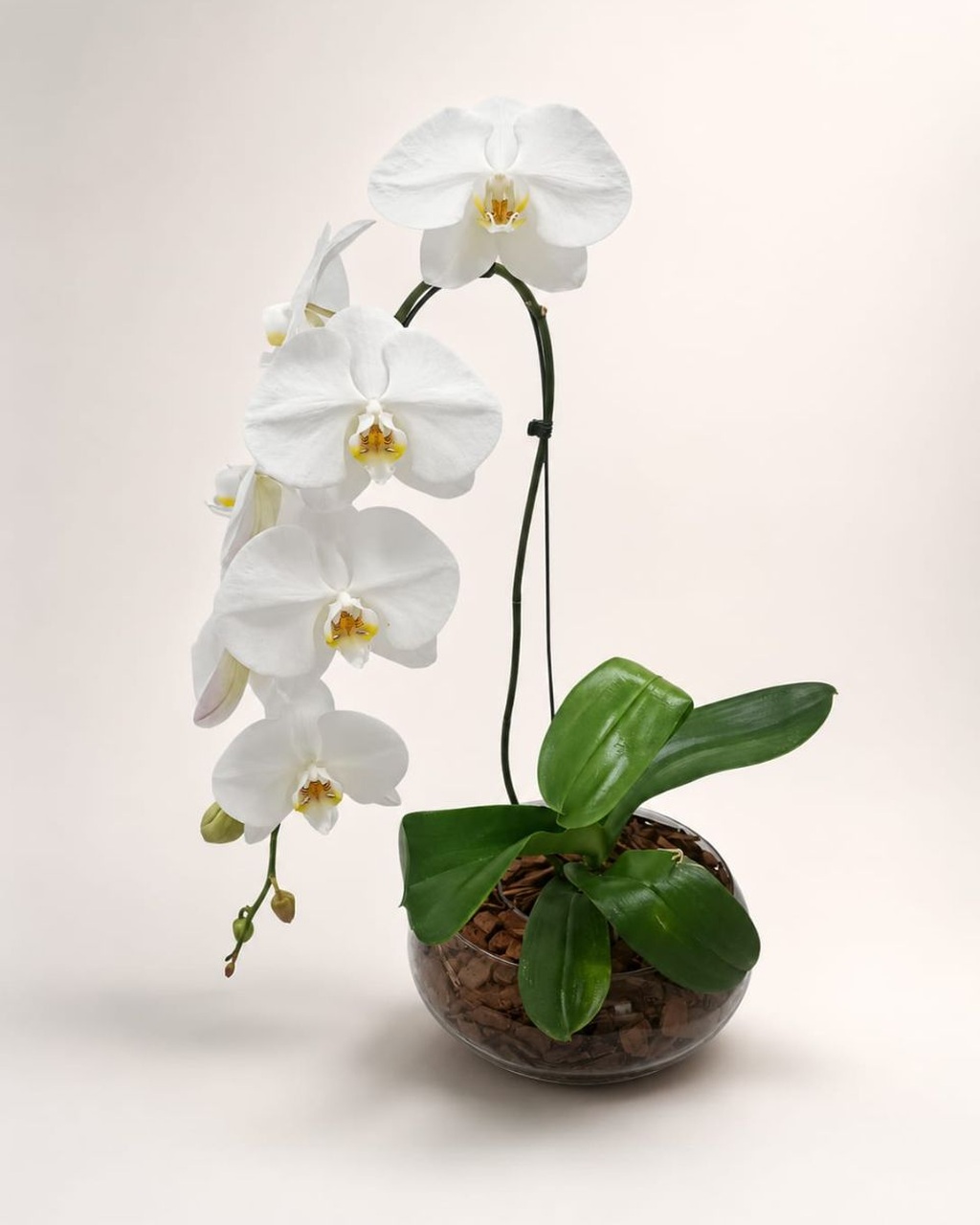 Orquídea cascata branca em vaso bowl de vidro