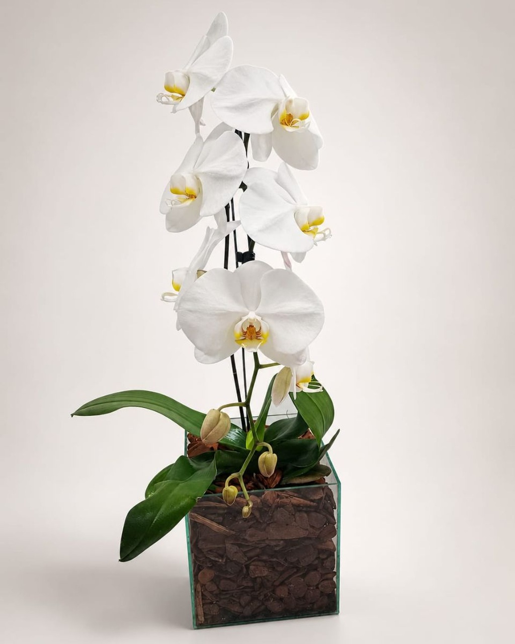 Orquídea cascata branca em vaso quadrado de vidro